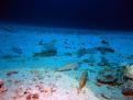 SALMONETES EN FONDO ARENOSO -40M.