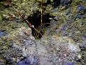 LANGOSTA EN EL INTERIOR DE UNA CUEVA