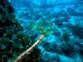 FONDO DE ROCA Y POSIDONIA
