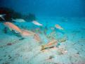 Grupo de Salmonetes.