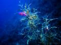 NUDIBRANQUIOS